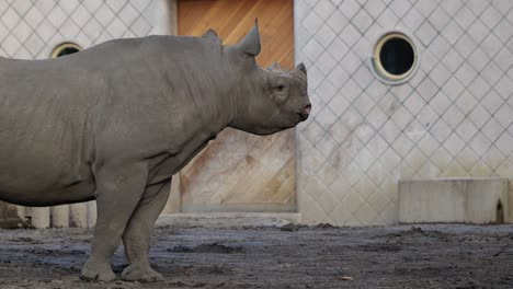 Rhino-Walking-Inside-Enclosure-Past-Rocks