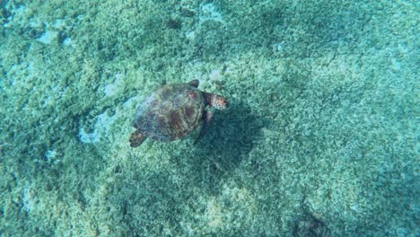 Above-View-Of-Green-Sea-Turtle-Swimming-Under-The-Tropical-Blue-Sea