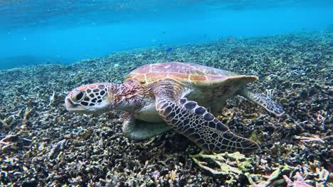 Nahaufnahme-Einer-Grünen-Meeresschildkröte,-Die-Unter-Dem-Tropischen-Blauen-Meer-Schwimmt