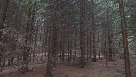 View-of-well-aged-pine-trees-from-top-to-bottom-deep-into-a-forest