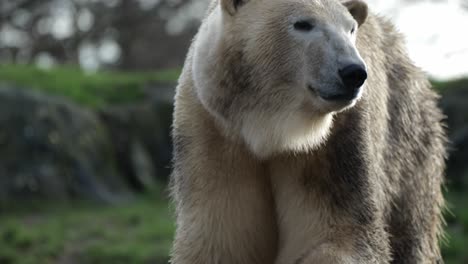 Polar-Bear-Walking-Around-At-Zoo-Enclosure