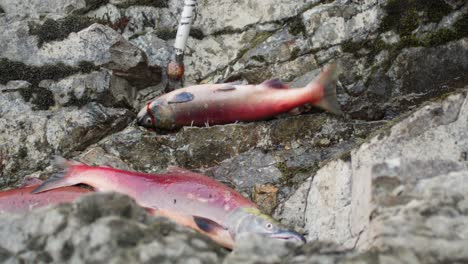 Traditionelles-Lachsfischen-Der-Ureinwohner-Entlang-Eines-Flusses-In-BC