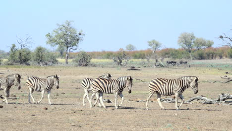 Plains-Zebra-small-group-walking-in-line,-side-view