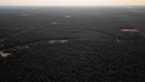 Filmische-Drohnenaufnahmen-Der-Ölpalmenplantage-In-Riau,-Indonesien,-Da-Das-Land-Der-Weltweit-Größte-Produzent-Und-Verbraucher-Des-Rohstoffs-Ist-Und-Etwa-Die-Hälfte-Des-Weltweiten-Angebots-Liefert