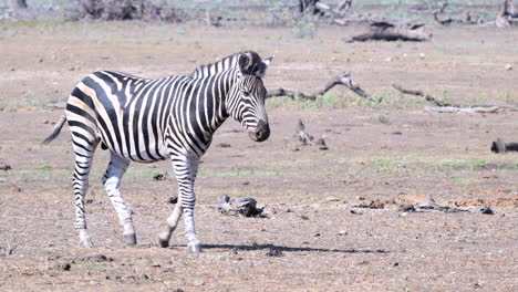 Plains-Zebra--male-walking,-side-view