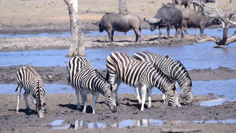 Plains-Zebra-small-group-drinking-from-a-muddy-pool,-some-Cape-buffalo-in-the-background