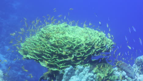 Corales-En-El-Arrecife-Del-Mar-Rojo