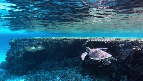 Sea-Turtle-Swimming-Under-The-Crystal-Clear-Ocean