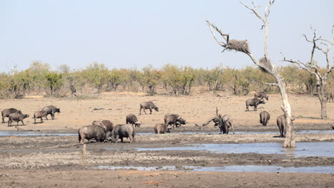 Herd-of-Cape-buffalo-gathered-around-a-small-pool,-two-playfighting