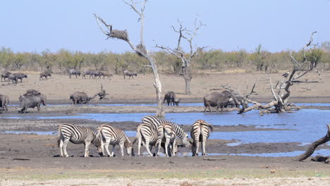 Plains-Zebra-small-group-drinking-from-a-small-pond,-some-Cape-buffalo-in-the-background
