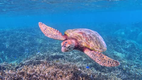 Grüne-Meeresschildkröte,-Die-Unter-Dem-Tropischen-Blauen-Meer-Schwimmt