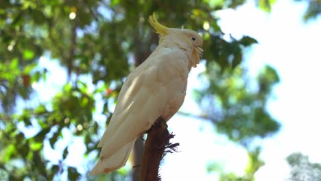 Close-up-shot-of-a-sulphur-crested-cockatoo,-cacatua-galerita-with-white-plumage-and-yellow-crest-spotted-perching-still-on-treetop-in-its-natural-habitat-against-beautiful-green-foliages-background