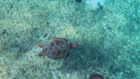 -Green-Sea-Turtle-Swimming-Under-The-Tropical-Blue-Sea