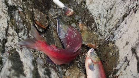 Traditionelles-Lachsfischen-Der-Ureinwohner-Entlang-Eines-Flusses-In-BC
