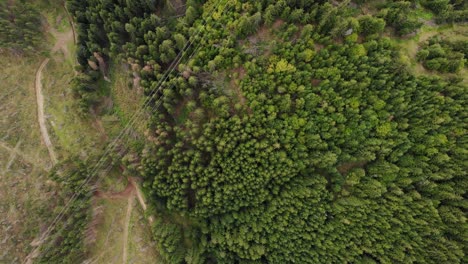 Aerial-Drone-View-Of-A-Coniferous-Forest-With-Mountain-Hike-Trail