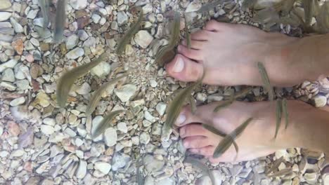 Water-surface-naturally-vibrating-by-micro-wave-of-Qanat-underground-watering-ancient-traditional-system-Foot-care-therapy-by-fish-healthy-for-skin-care-beauty-relax-spa-in-Iran-Desert-Female-feet