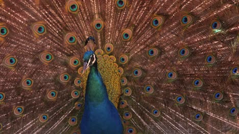 Close-Up-Of-A-Peacock-Showing-Its-Colorful-Feathered-Tail