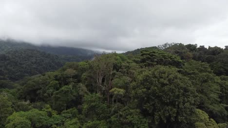 Vertical-flight-in-the-jungle-of-Uvita,-Costa-Rica