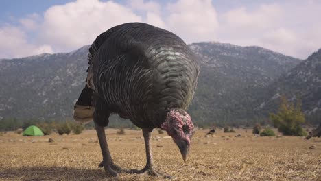 Slowmotion-close-up-shot-of-a-turkey-grazing-in-the-valley-of-dry-mountain-range,-desert,-nature-in-desertification