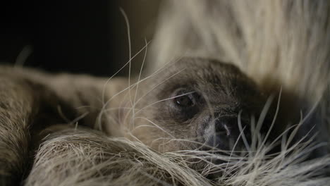 Portrait-of-a-baby-sloth-newborn