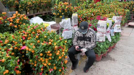 A-man-uses-a-smartphone-next-to-kumquat-trees,-also-known-as-tangerine-trees,-for-sale-at-a-flower-market