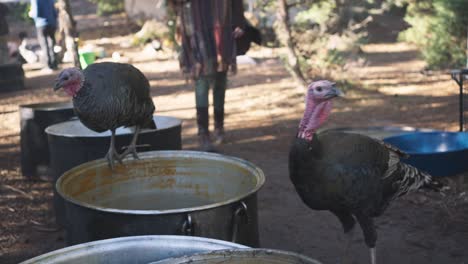 Close-up-of-two-couple-of-turkey-birds-stepping-by-big-cooking-pot,-handheld