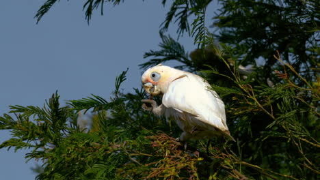 Cockatoo-cockapoo-wild-parrot-in-Australia