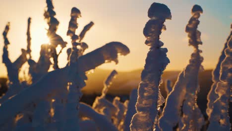 Low-angle,-close-up-shot-of-frozen-bushes-covered-in-snow-during-beautiful-golden-sunset-with-sun-rays