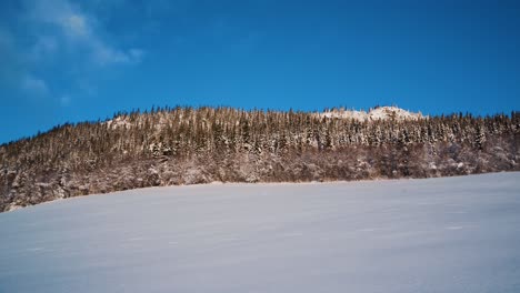 Static-shot-of-snowy-scenery-with-spruce-trees-growing-on-hill-against-blue-sky-in-winter