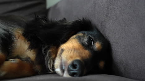 Sleepy-Dachshund-dog-lying-on-its-side-on-a-grey-sofa-slowly-falls-asleep