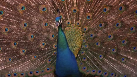 Portrait-Of-Indian-Peacock-Displaying-Its-Attractive-Ornate-Train-While-Looking-At-The-Camera