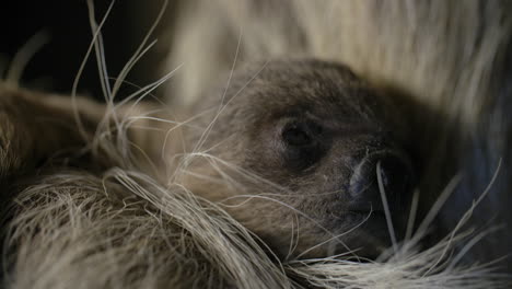 Newly-born-baby-sloth-close-up-high-detail