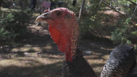 Turkey-Animal,-Head-Close-Up-of-Domestic-Bird