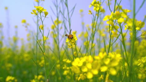 Bienen-Sammeln-Honig-Von-Blumen-In-Weiten-Senffeldern