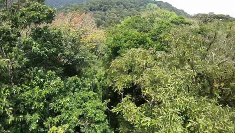 Vista-En-Primera-Persona-Del-Canopy-Extremo-En-El-Bosque-Nuboso-De-Costa-Rica