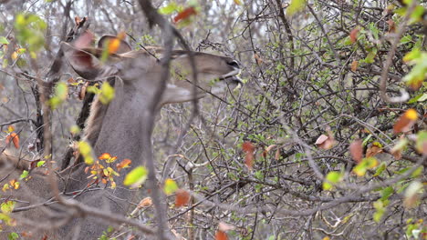 Greater-Kudu-female-nibbling-on-shrub-leaves,-slow-motion