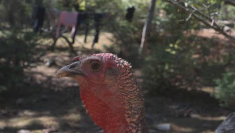 Close-up-profile-portrait-of-Turkey-bird-outdoor-under-trees,-slow-motion,-day