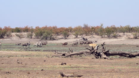 Afrikanischer-Löwe,-Der-Auf-Einem-Toten-Baum-Sitzt-Und-Eine-Herde-Von-Gnus-Und-Zebras-Betrachtet