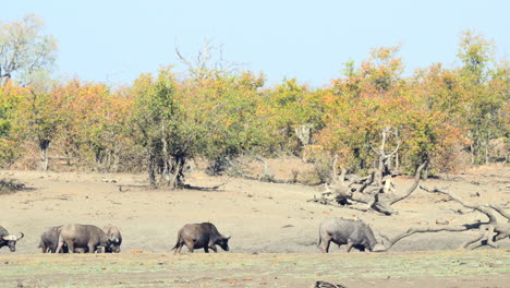 Herde-Kaffernbüffel-Im-Hintergrund