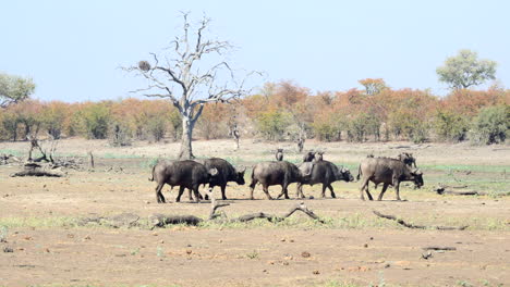 Herd-of-Cape-buffalo--bachelors-walking-in-line