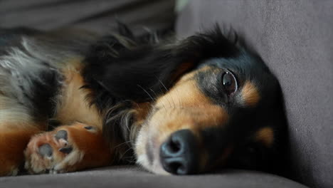 Sleepy-Dachshund-dog-lying-on-its-side-on-a-grey-sofa-slowly-closes-it's-eyes