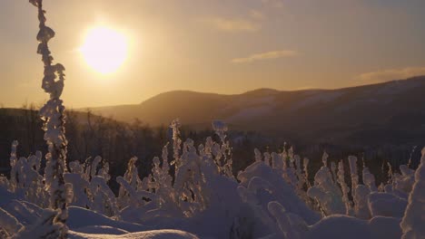 Niedriger-Winkel,-Nahaufnahme-Von-Gefrorenen-Büschen,-Die-Während-Des-Wunderschönen-Goldenen-Sonnenuntergangs-Mit-Schnee-Bedeckt-Sind,-Und-Prächtiger-Holzhintergrund