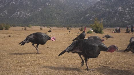 Group-of-wild-turkeys-wondering-in-Eynif-Tol-Han-valley,-slow-motion,-wide-view