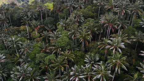 Beautiful-aerial-view-of-wax-palms-forest