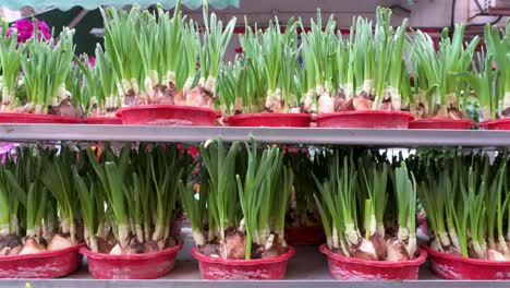 Water-Narcissus-plant-for-sale-at-a-flower-market-during-Chinese-New-Year