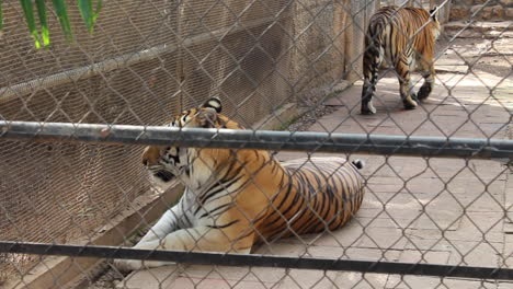 Tigre-De-Bengala-En-El-Zoológico