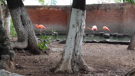 Flamencos-Rosados-En-El-Zoológico