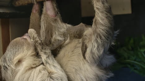Mother-sloth-hanging-upside-down-eating-with-baby