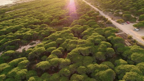 Aerial-view-of-a-dense-forest-on-Spain's-coastline