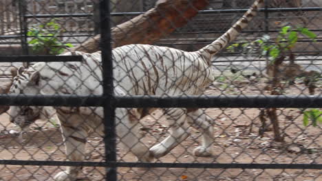 Tigre-Blanco-Paseando-En-El-Zoológico